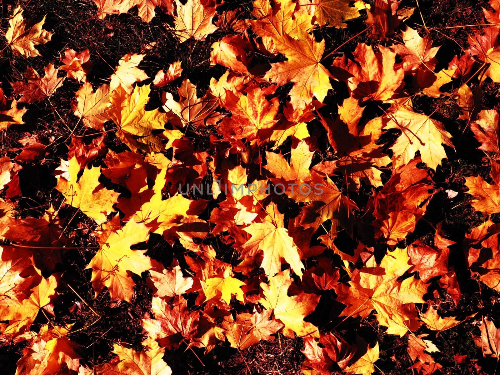 Maple leaves background. An Indian summer is a period of unseasonably warm, dry weather. Many beautiful colorful fallen leaves of maple tree lying on the grass. Yellow, red, orange, green leaf texture