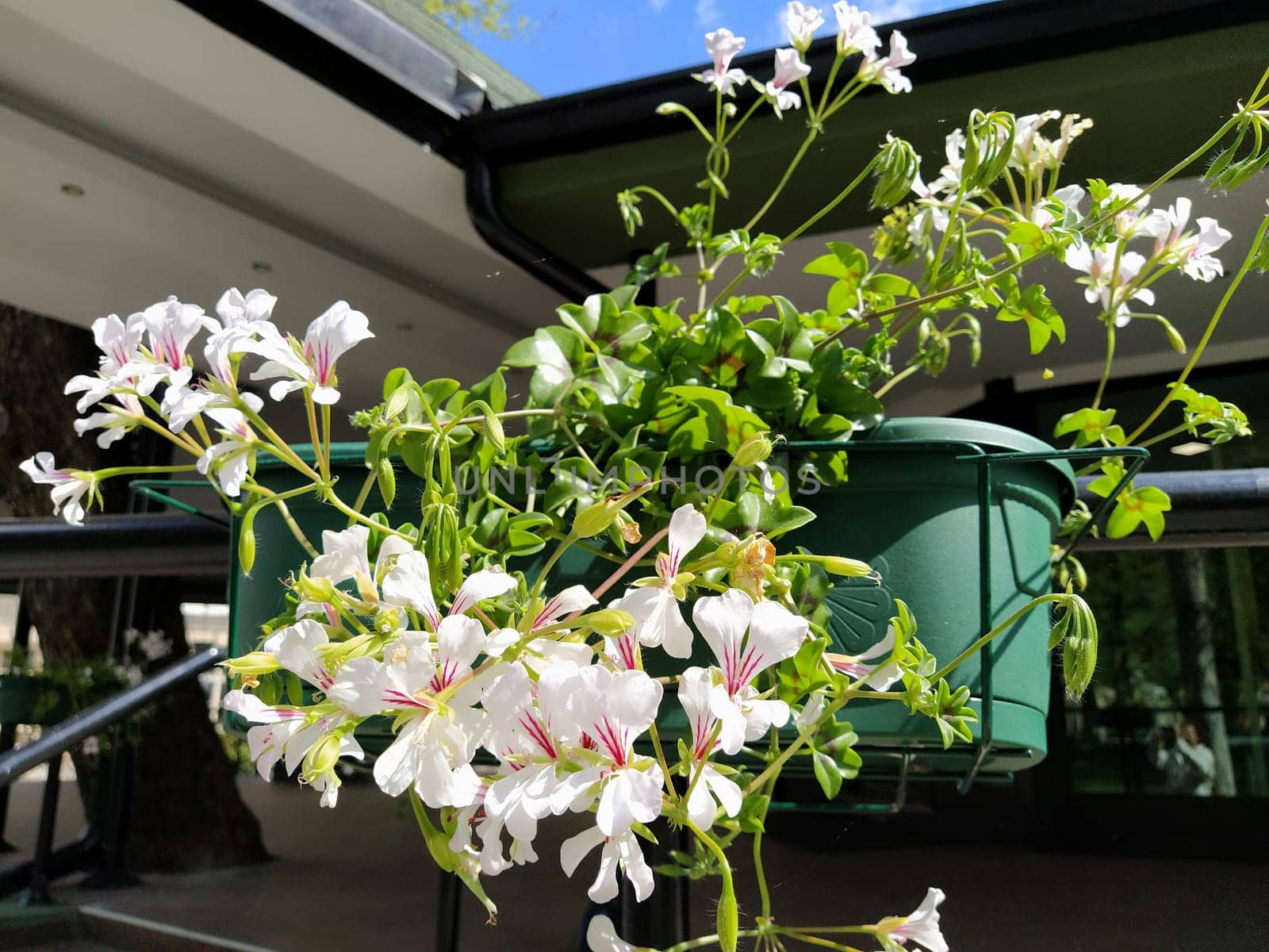 Pelargonium is a genus of plants in the family Geraniumaceae. White ivy geranium with red veins on petals. Flower box. Decoration of balconies, windows, facades of houses, streets, lawns. Cranesbill