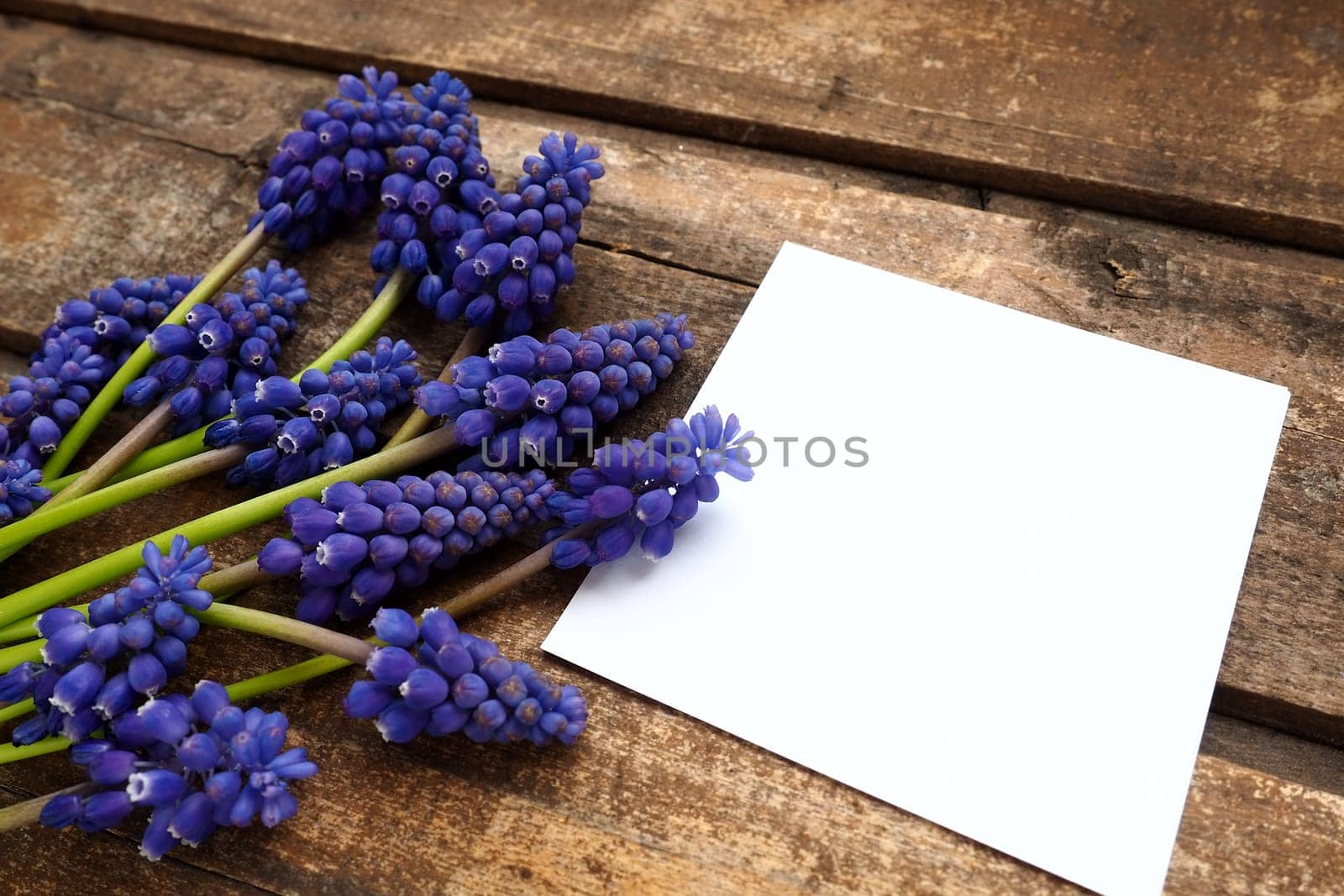 Blue spring flowers on a wooden background. Muscari armeniacum on a table. White sheet of paper for text. Copy space still life flat lay. Armenian grape hyacinth