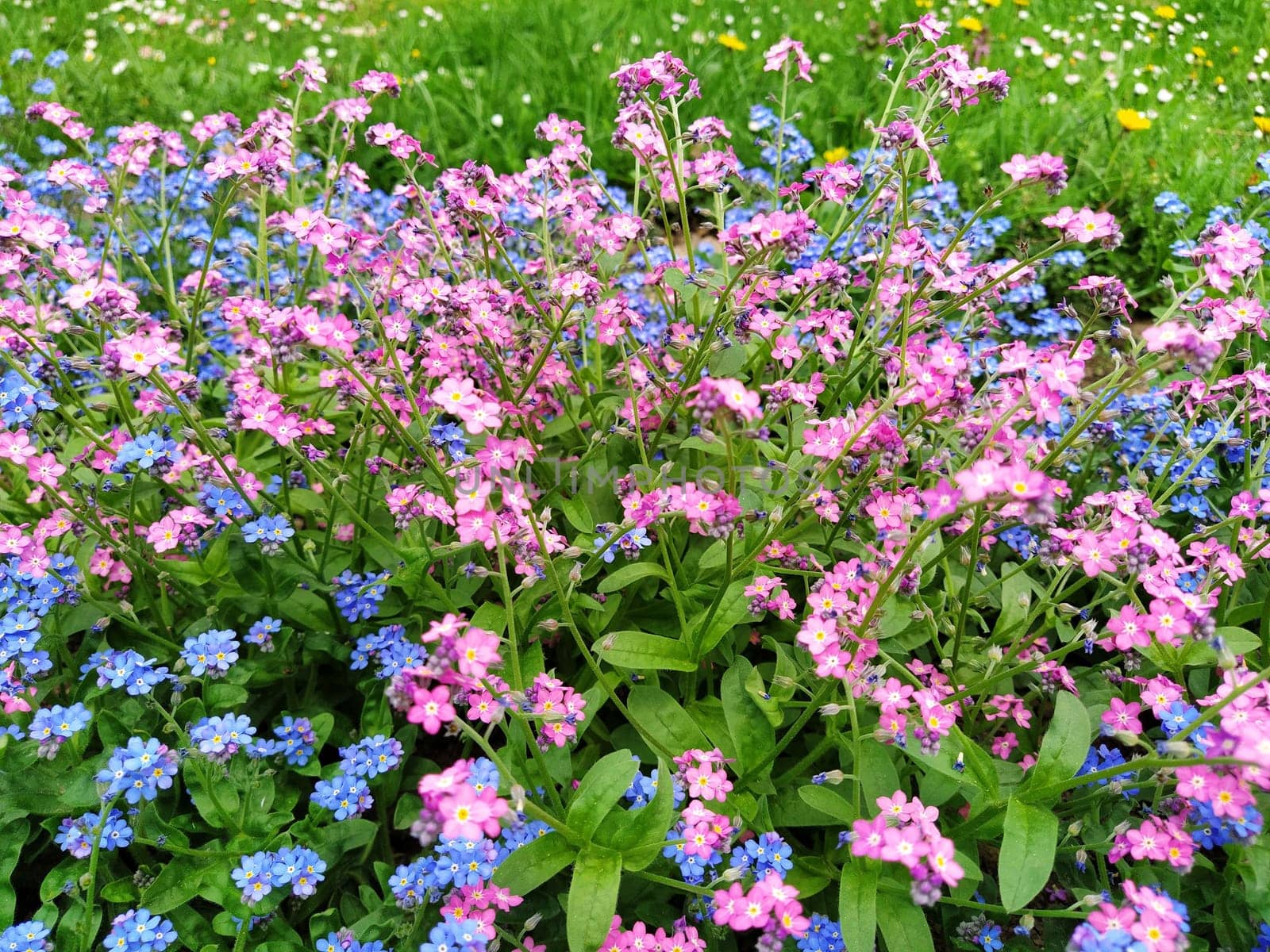 Forget-me-nots. Myosotis flowering blue pink plants in the family Boraginaceae. Forget-me-nots or scorpion grasses. Myosotis alpestris flowers for decorating lawns and flower beds. Garden landscape