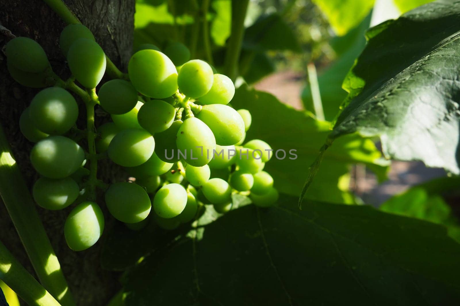 Young green grapes hang on the branches of the vine. Unripe grapes as a future crop. Plant diseases. Green grape leaves. Serbia, Vojvodina, Sremska Mitrovica. Winemaking in Serbia.
