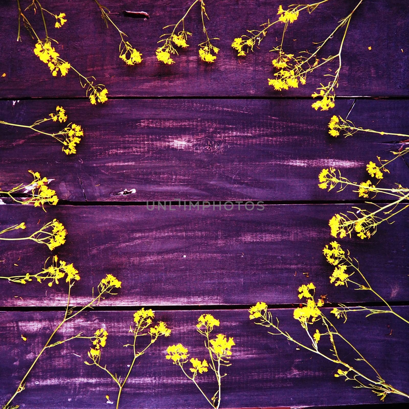 Yellow rapeseed flowers laid out in a circle on wooden background. Wildflowers are arranged on the table. Copy space still life. Free space for text. Brassica napus Cabbageaceae. Violet lilac toning.