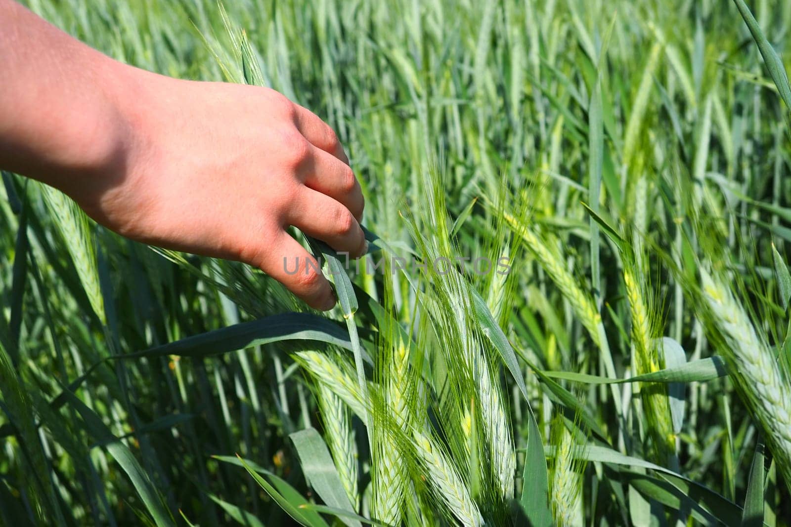 Human hand on the background of a wheat field. Hand of a boy touching young cereal plants. Protecting plants from pests and increasing yields. Agriculture and the problem of hunger. People agronomy