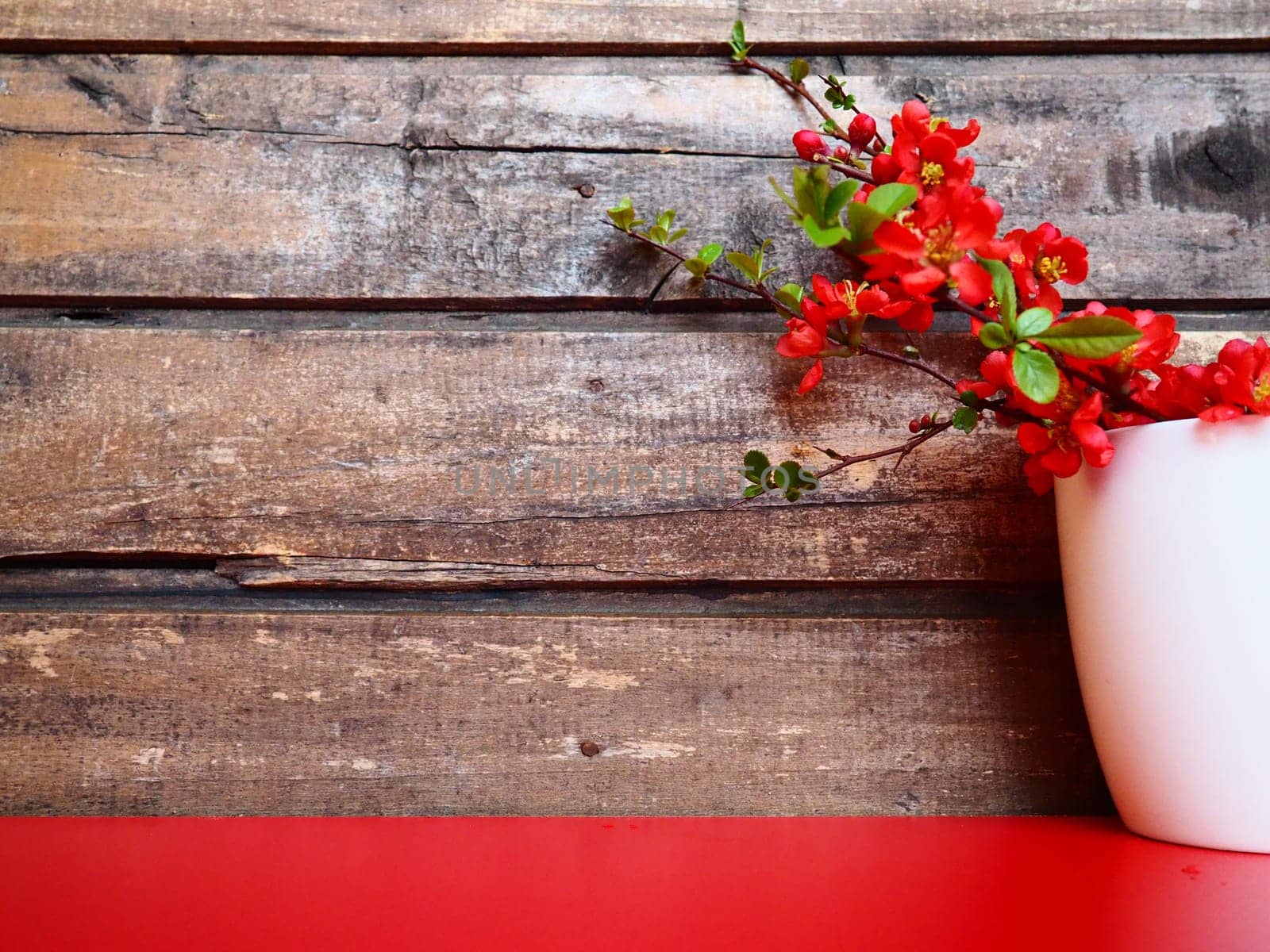 Still life with red flowers and crockery. Branches and scarlet flowers of chaenomeles in a white cup with a handle on a red table, against the background of wooden boards. Apartment kitchen design.