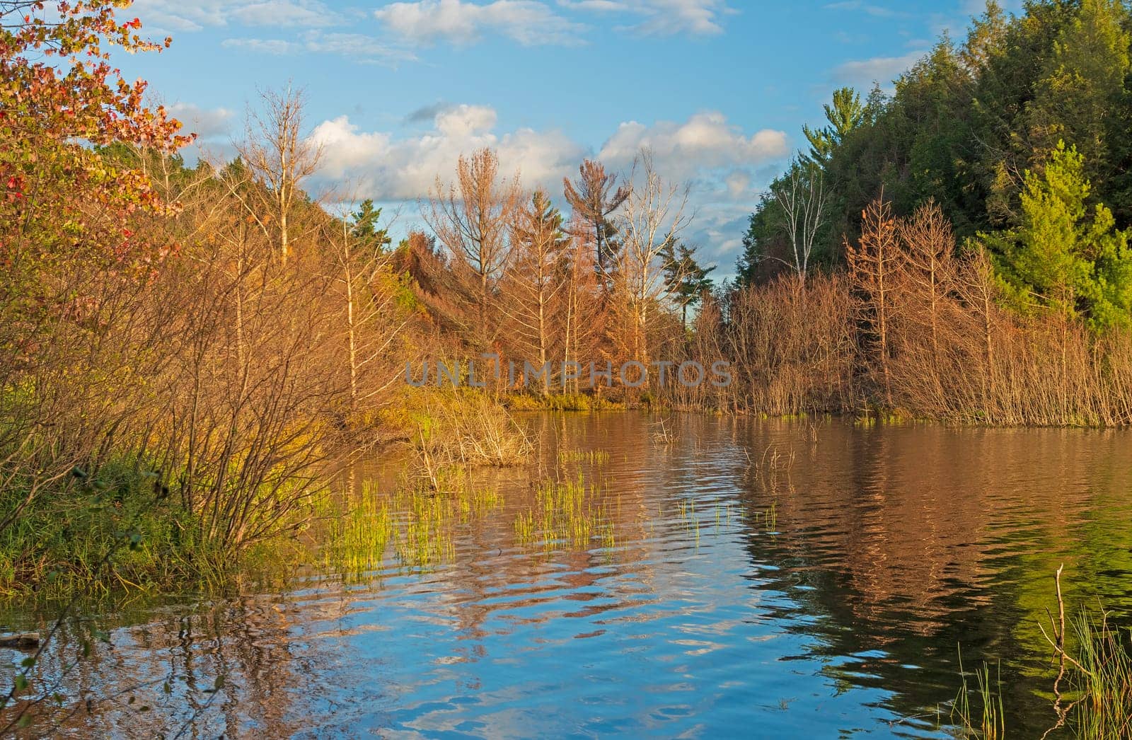 A Sheltered Cove in Evening Light on Clark Lake in the Sylvania Wilderness in Michigan
