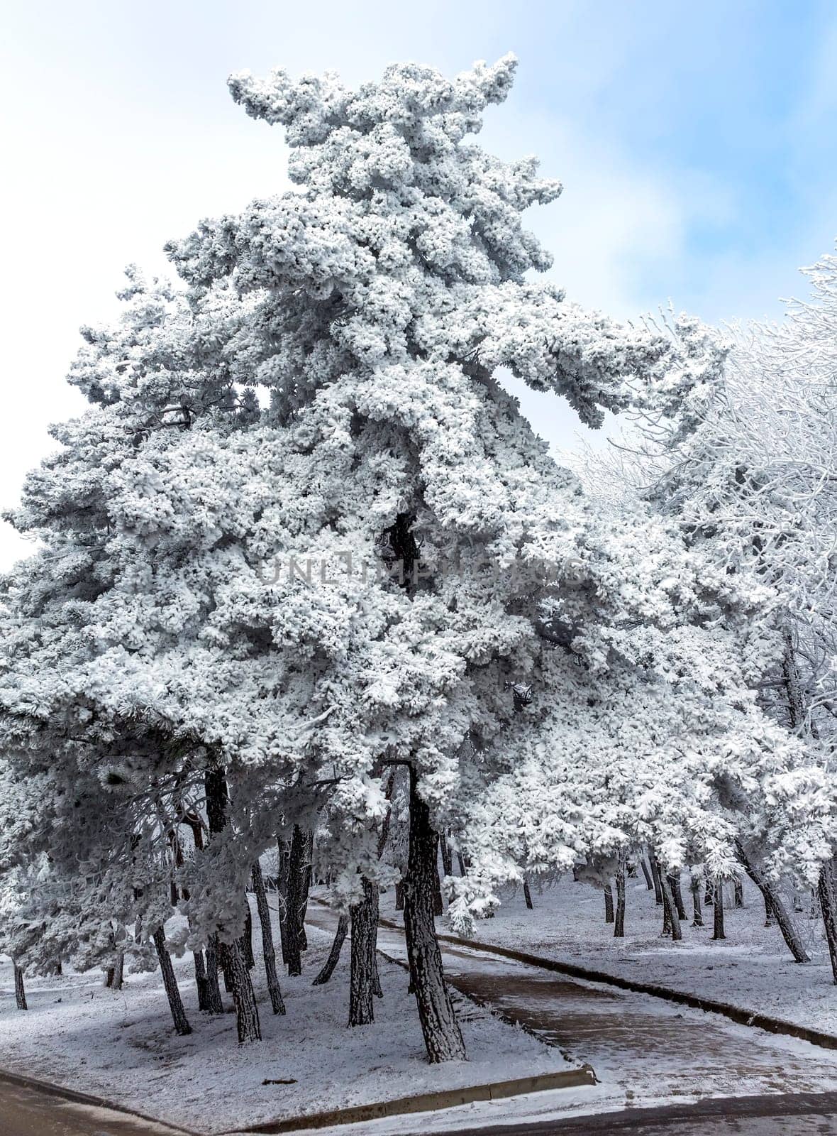 Snow covered blue spruce trees.