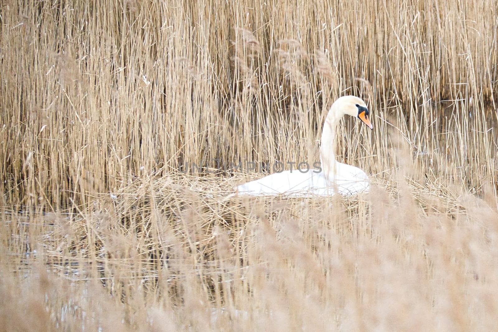 Mute swan breeding on a nest in the reeds on the Darrs near Zingst. Wild animals in the wild. Elegant birds