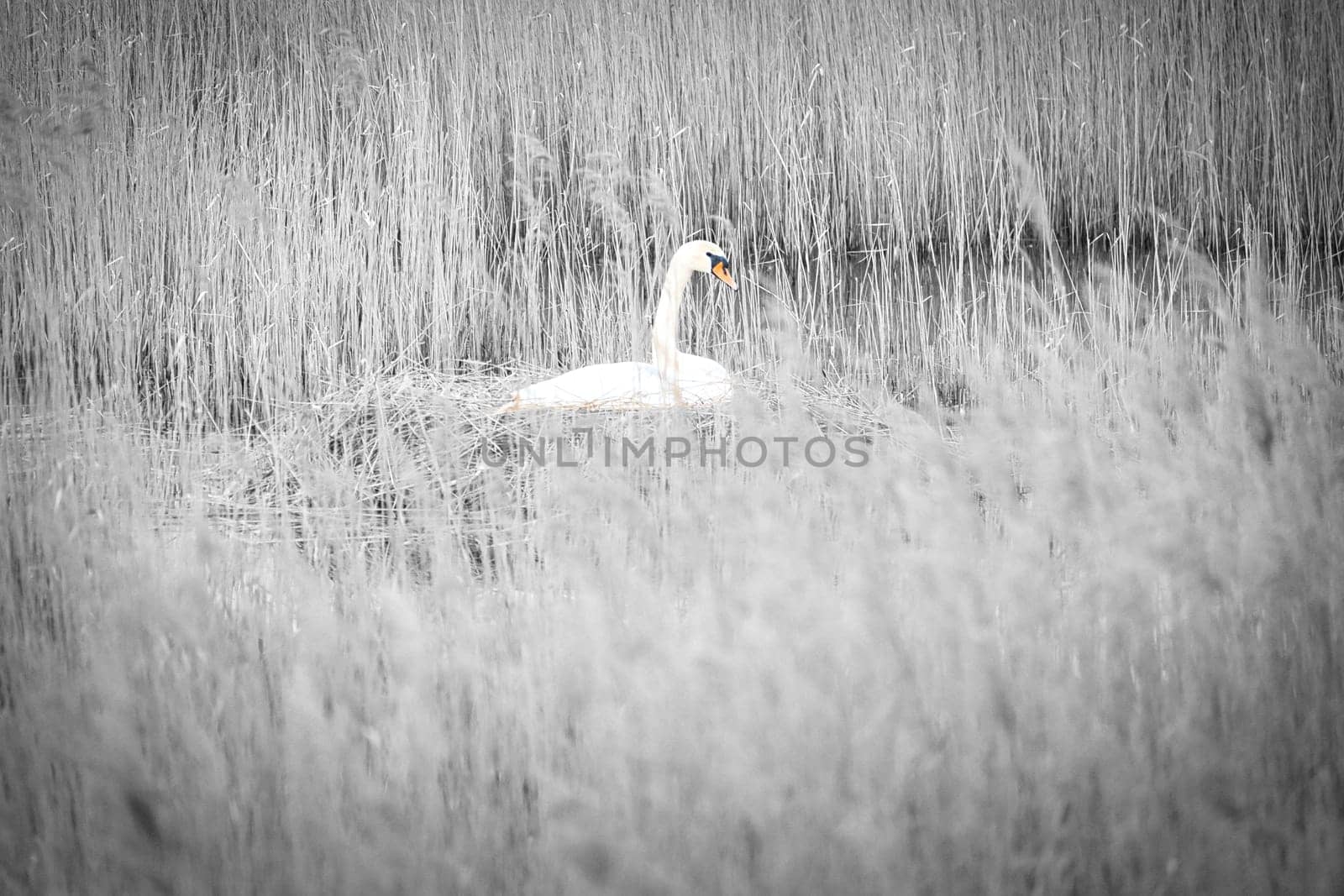 Mute swan in black and white, breeding on a nest in the reeds on the Darrs near Zingst. Wild animals in the wild. Elegant birds