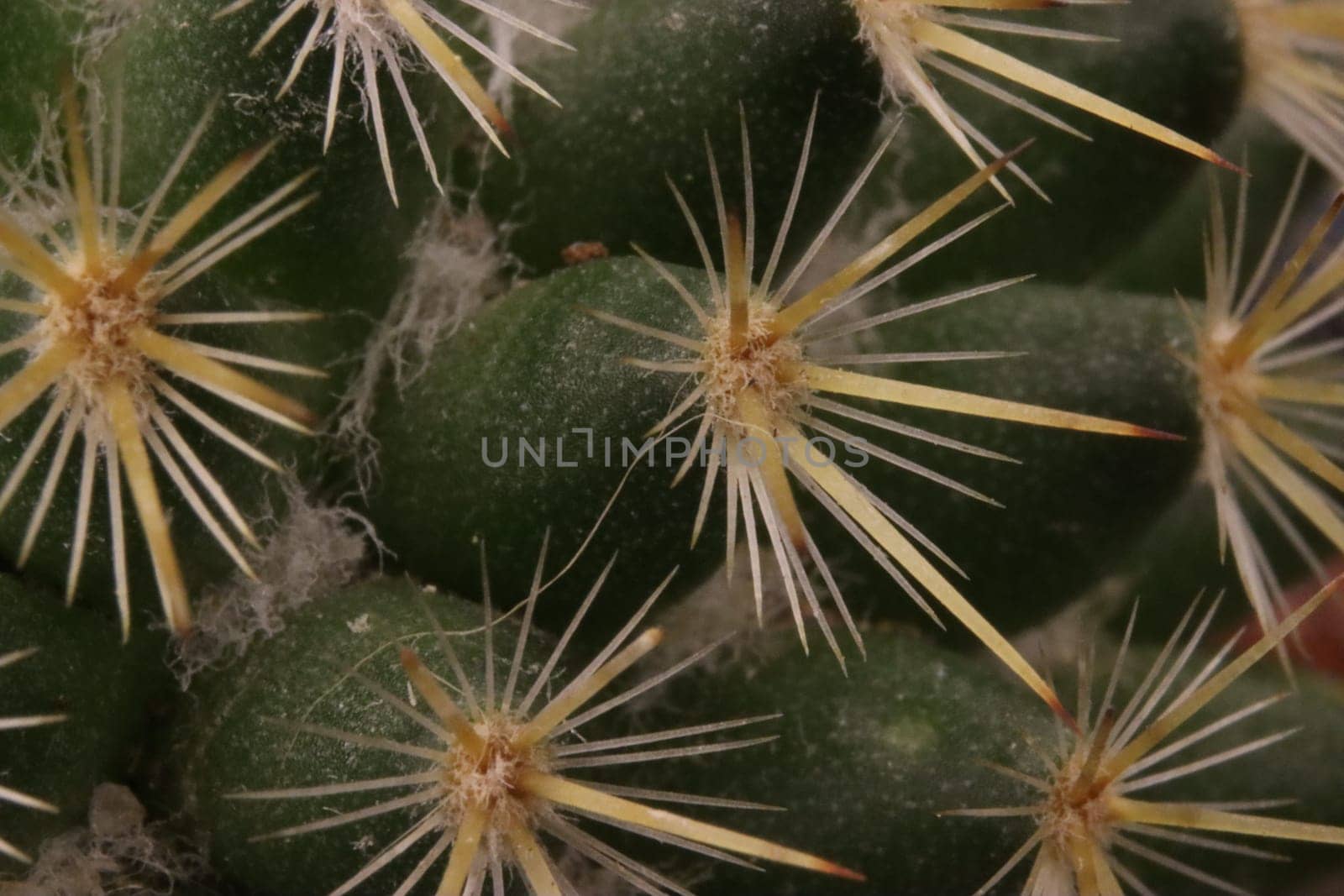 beautiful cactus with skewered spines to fend off predators self-defense protection