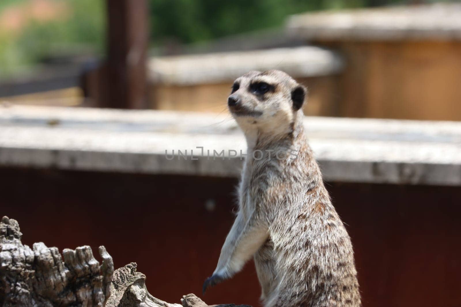 beautiful watchful watchful watching ledge safari wild animal zoo