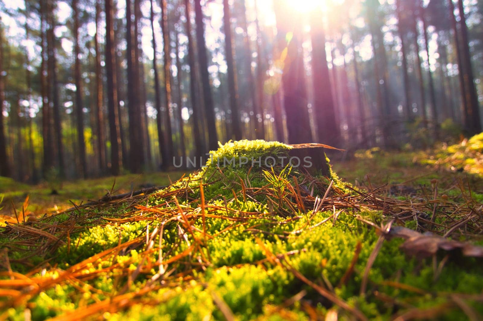 Tree stump overgrown with moss in an autumn forest. Landscape photo from nature in Brandenburg