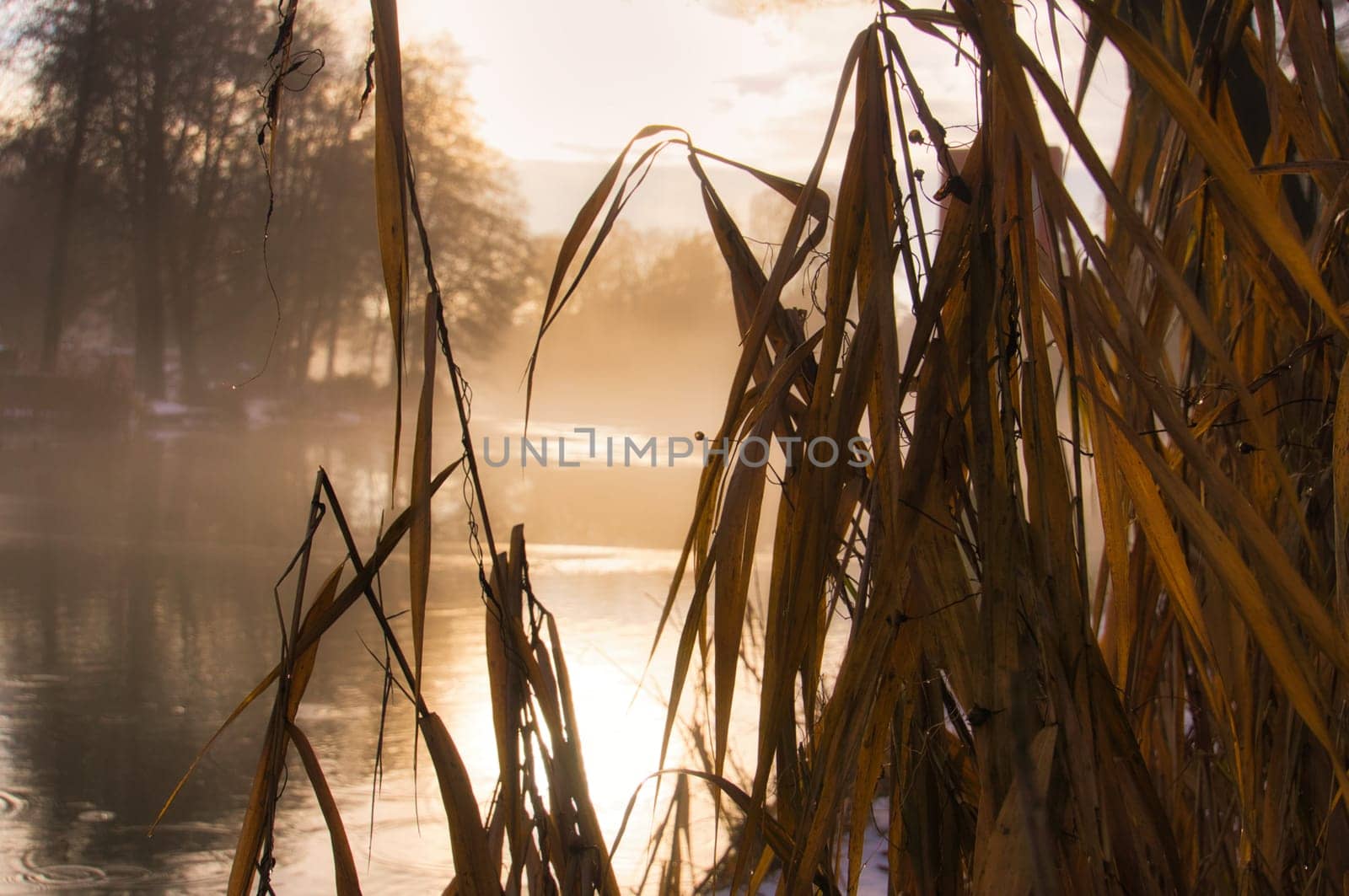 at dawn a sunrise on the river with fog and warm light atmosphere. Landscape shot from nature in Brandenburg