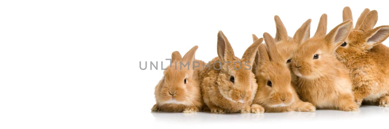 Scared group of bunnies in front of a white background