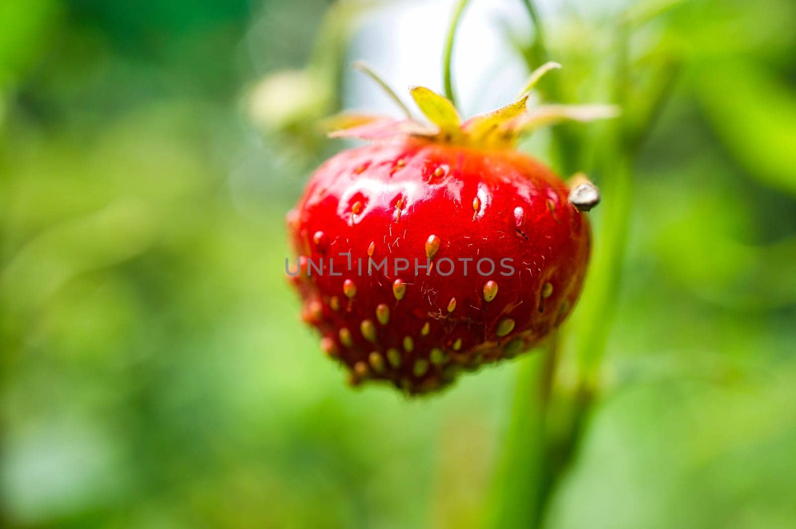 Strawberry exposed hanging from the bush in the garden. Fruit with a lot of vitamins. Nature photo