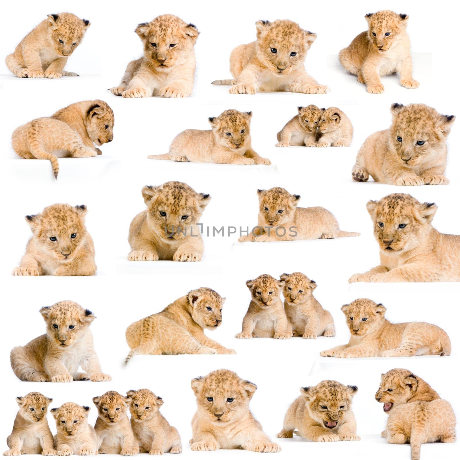 20 studio Shots of Lion Cubs in different positions, isolated on a white background. All my pictures are taken in a photo studio.