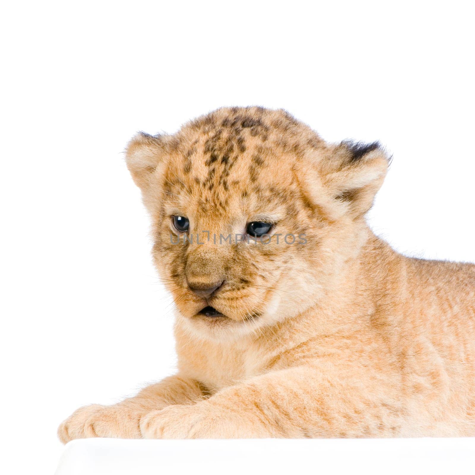 Lion Cub (3 weeks) lying down in front of a white background. All my pictures are taken in a photo studio.