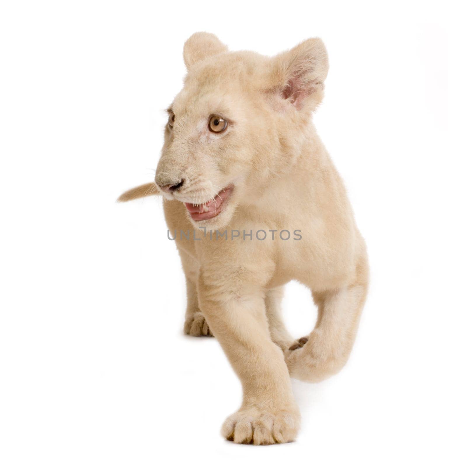 studio shot of a white Lion Cub  (5 months) in front of a white background.
