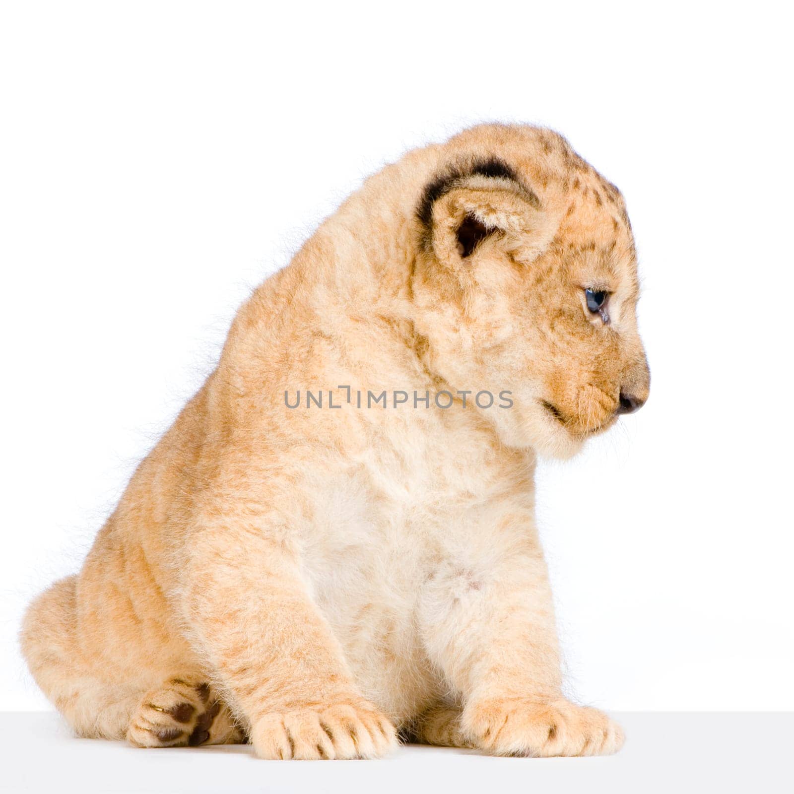 Lion Cub (3 weeks) sitting in front of a white background. All my pictures are taken in a photo studio.