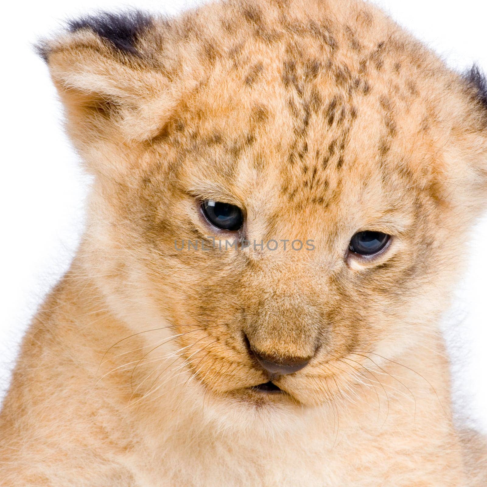 close-up on a Lion Cub (3 weeks) in front of a white background. All my pictures are taken in a photo studio.