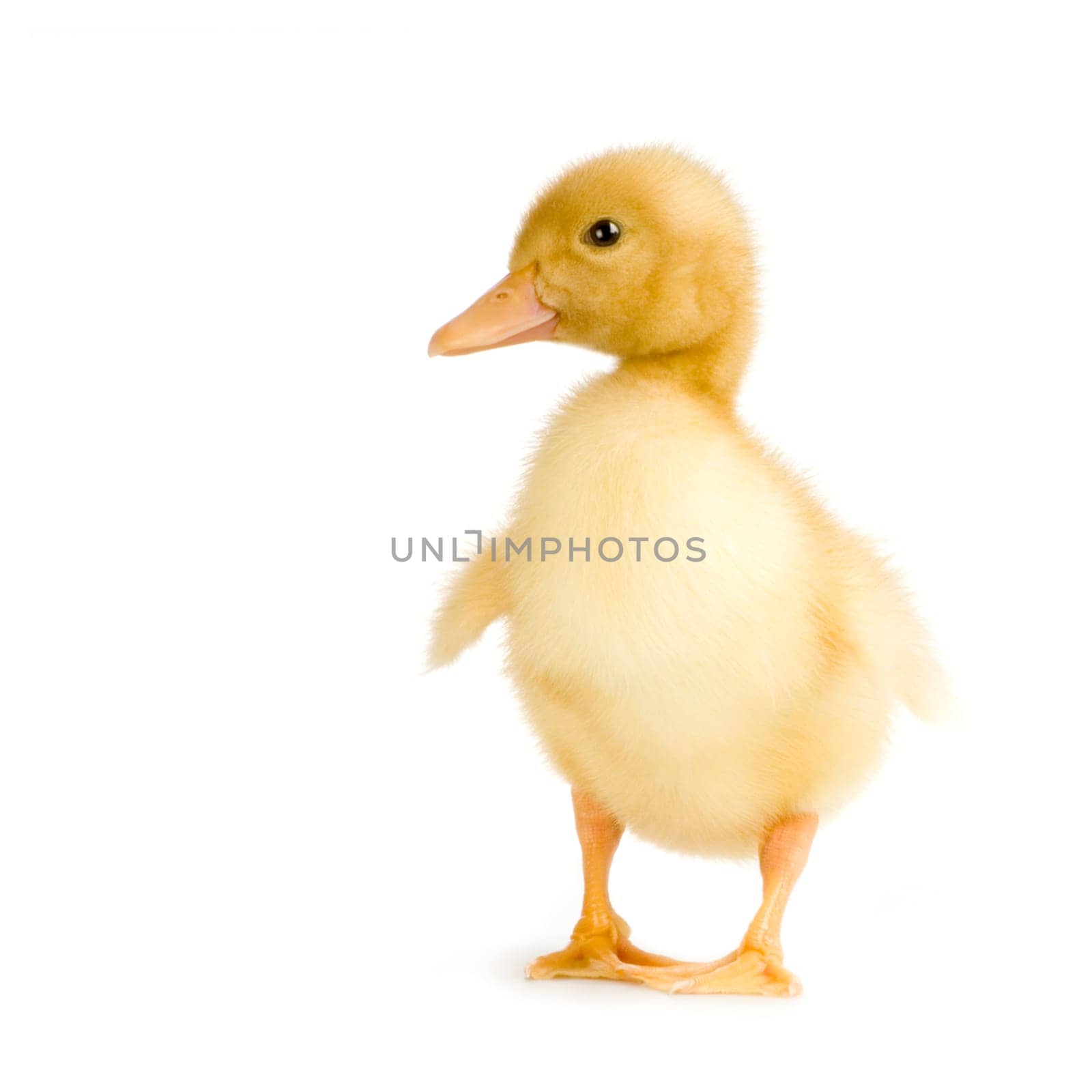 Duckling in front of a white background