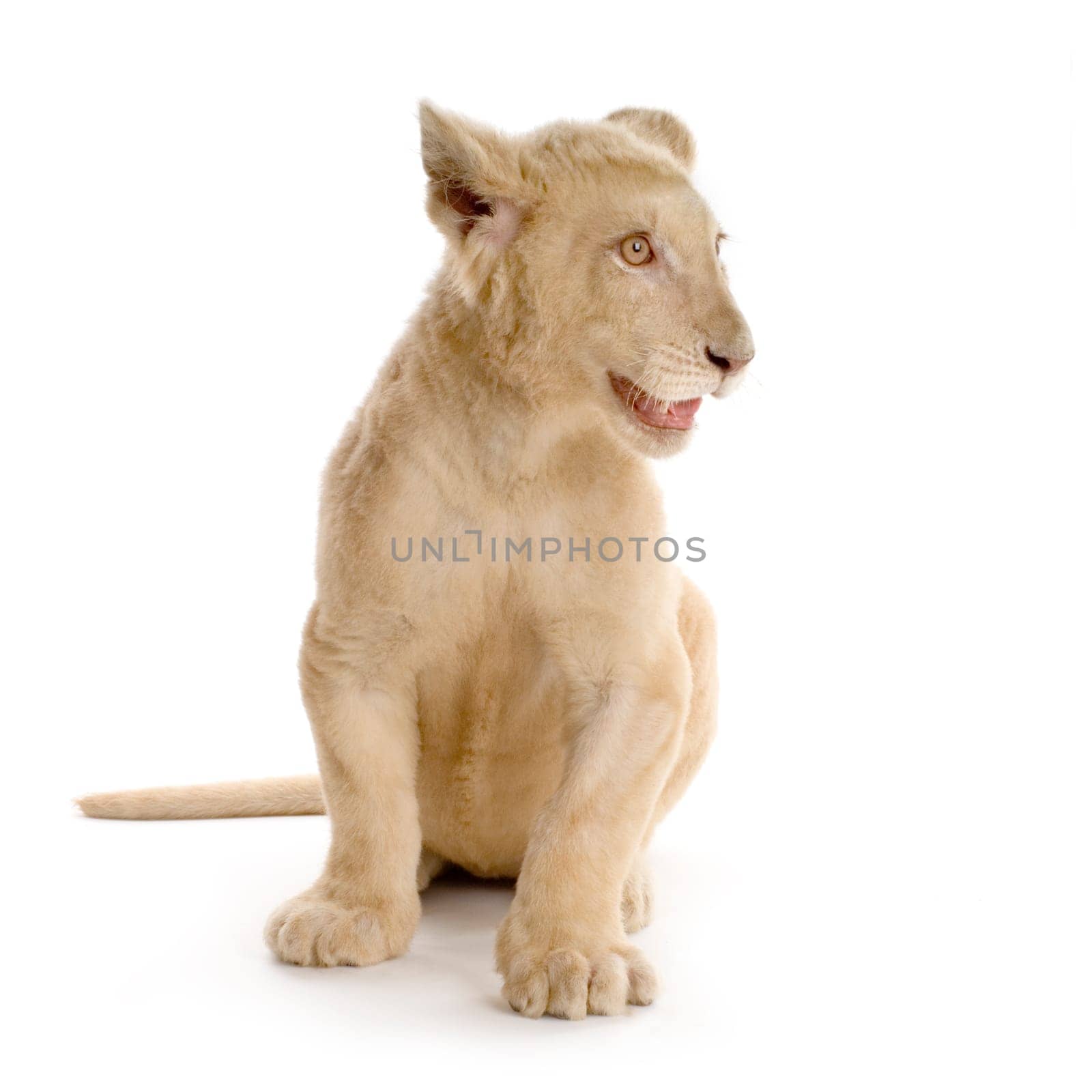 studio shot of a white Lion Cub  (5 months) in front of a white background.