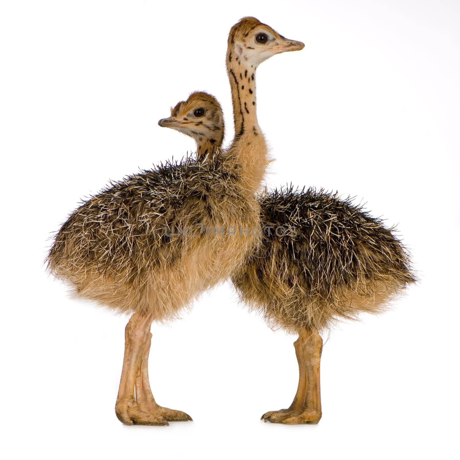 Ostrich Chick in front of a white background