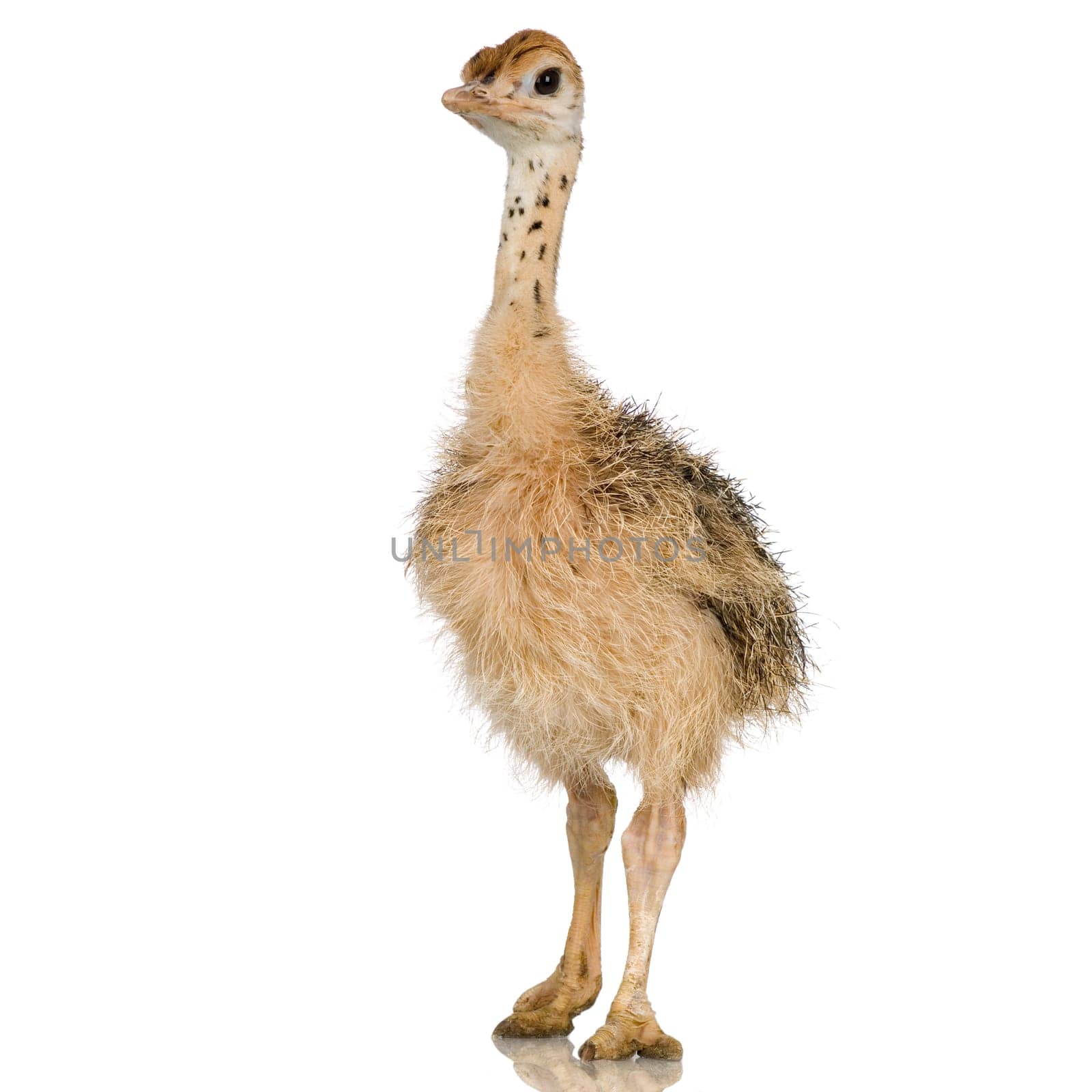 Ostrich Chick in front of a white background
