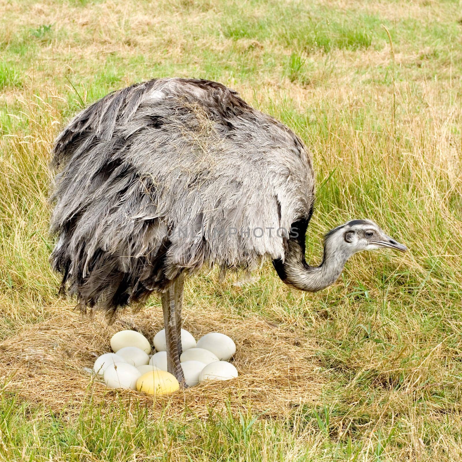 Ostrich Chick in front of a white background