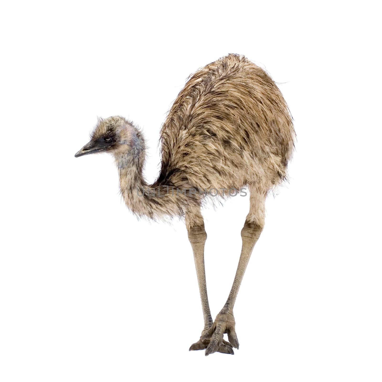 Emu in front of a white background