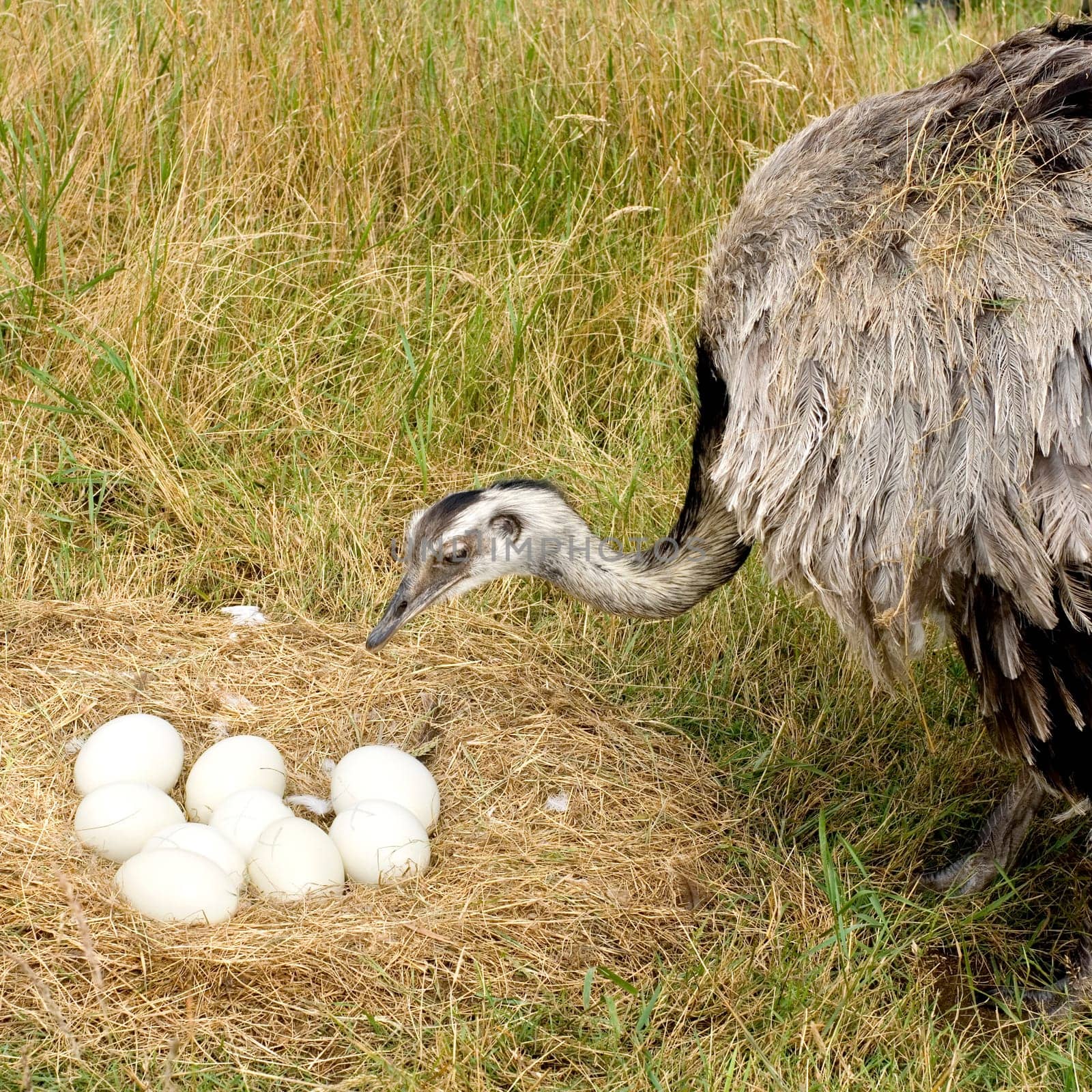 Ostrich Chick in front of a white background