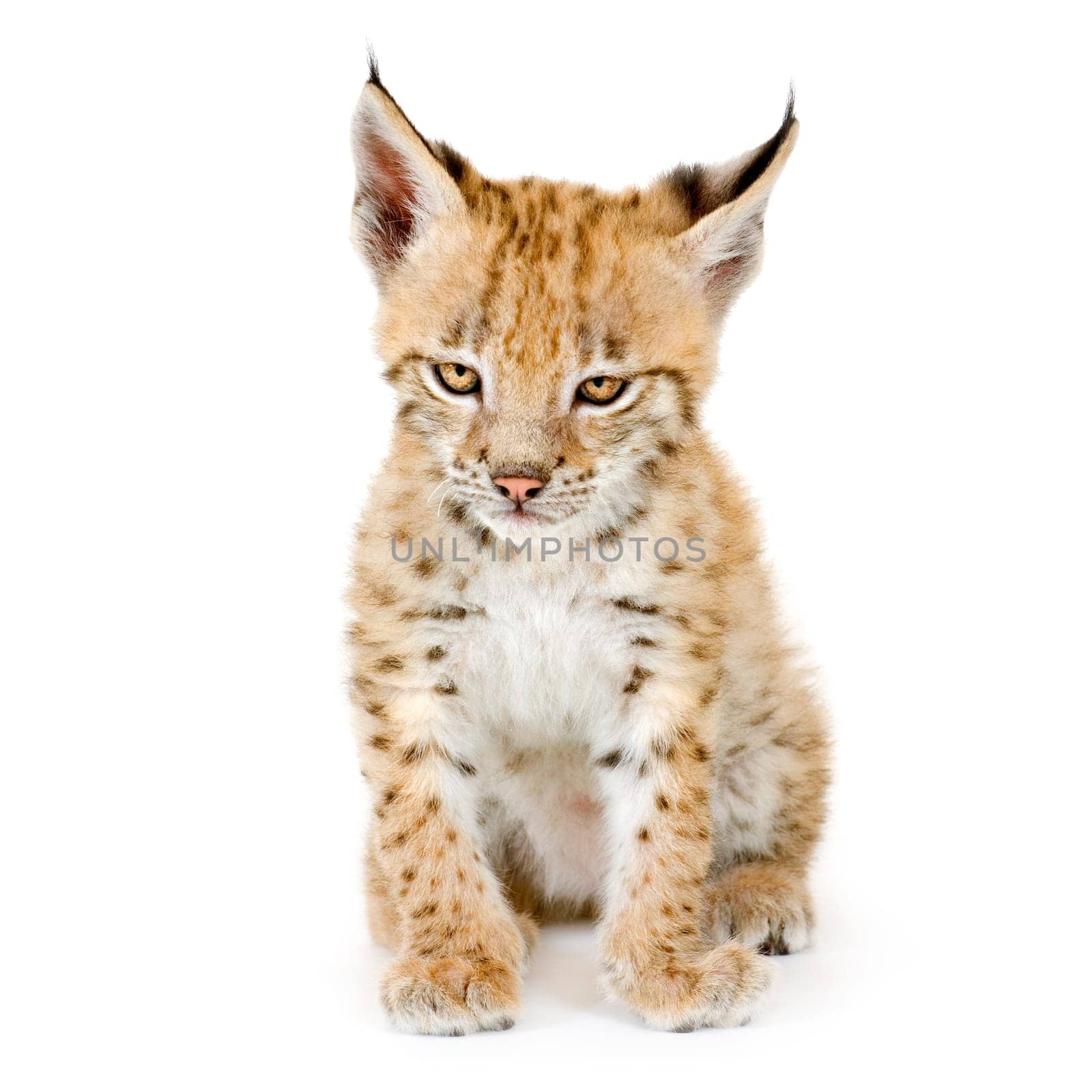 Lynx cub in front of a white background