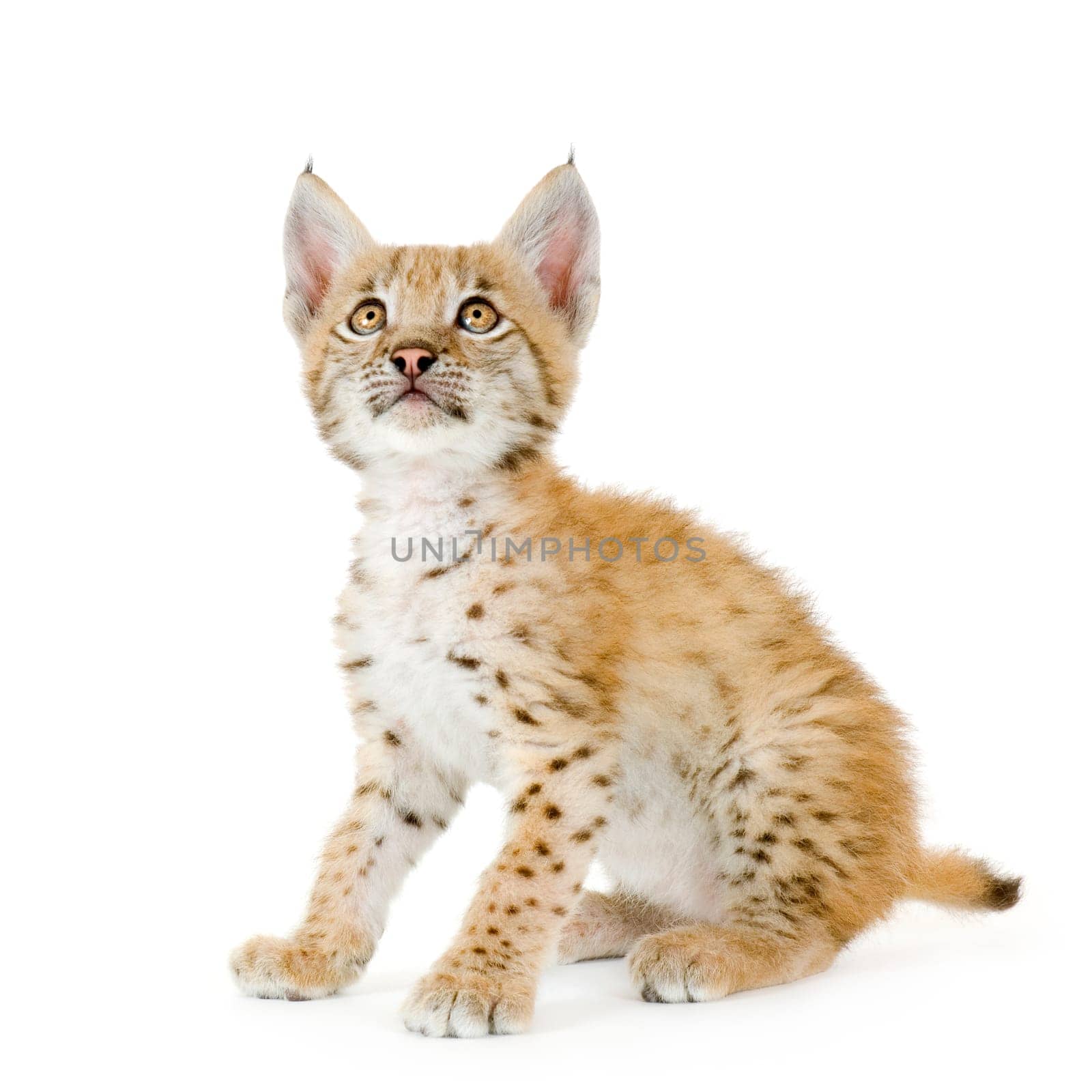 Lynx cub in front of a white background
