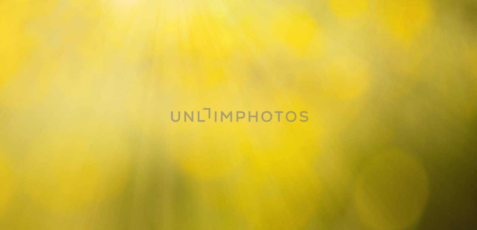 Sunlight is shining through the grass, meadow with sunbeams and fairy lights, spring and summer season