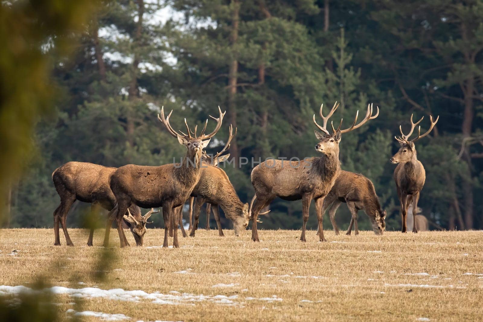 Herd of red deer, cervus elaphus, standing on dry field in autumn nature. Group of stag looking on meadow in fall. Many brown mammals observing on glade.