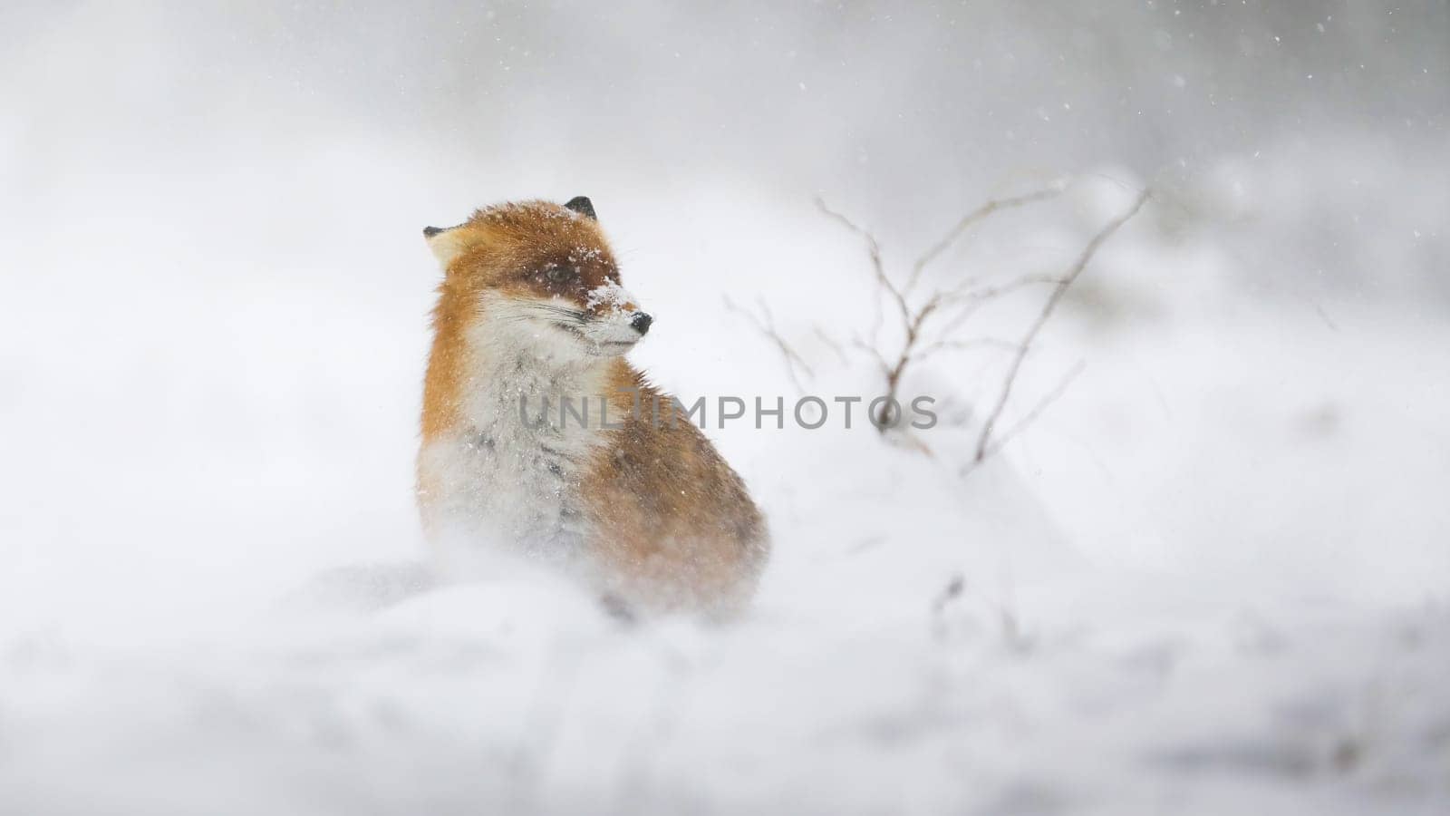 Red fox, vulpes vulpes, sitting on white pasture in winter snowstorm. Orange mammal looking on snowy meadow in blizzard. Furry animal observing on snow in wintertime.