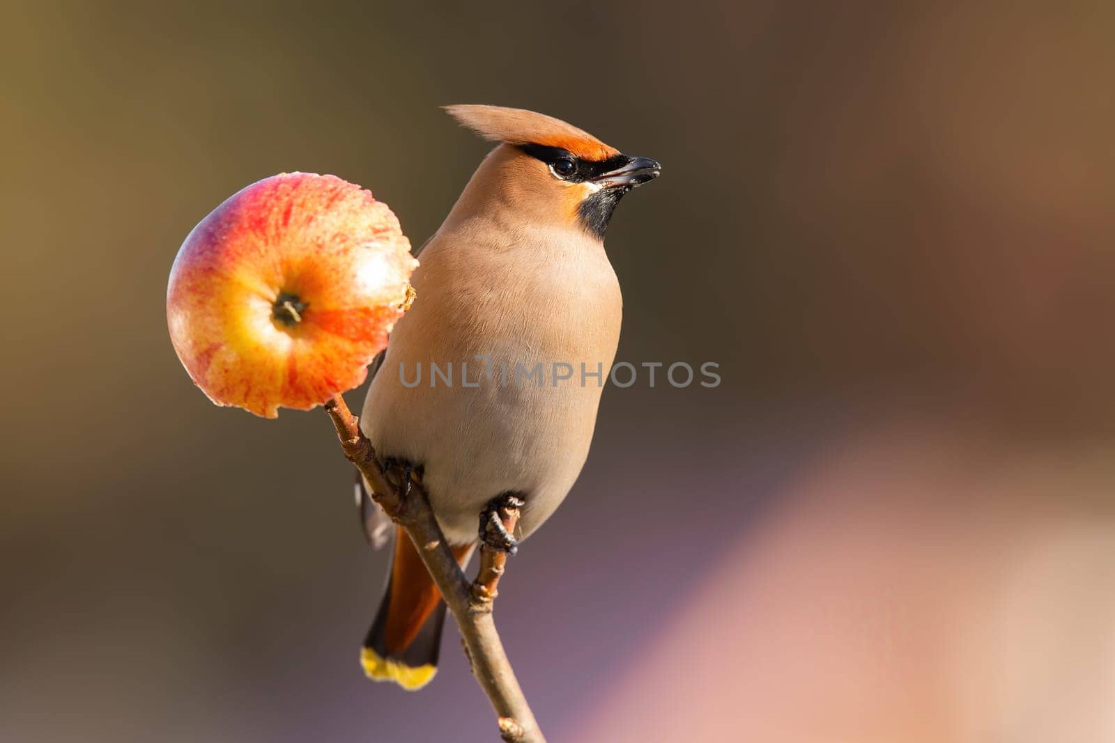 Bohemian waxwing, bombycilla garrulus, sitting on twig with apple in sunlight. Brown songbird resting on tree in winter sun. Feathered animal with crest observing on bough-