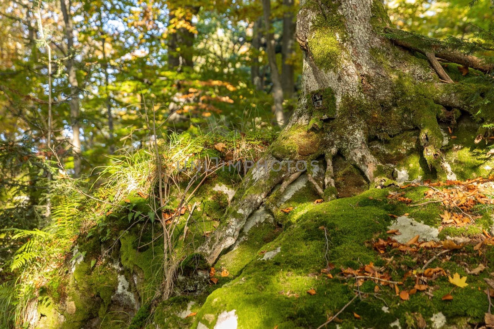 Trail camera very well hidden under a moss on a large tree in summer forest. Scouting device for monitoring wildlife camouflaged on in woodland from wide angle perspective.