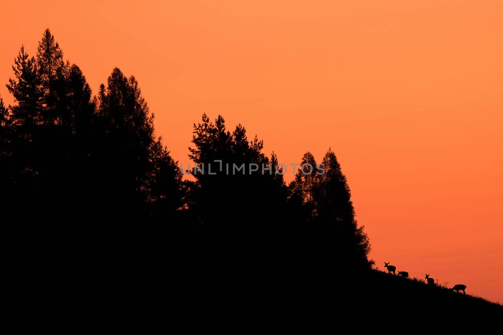 Silhouette of red deer, cervus elaphus, grazing in mountains in orange light. Outline of bunch of mammals feeding in forest. Group of wild animals standing in woodand in backlit.