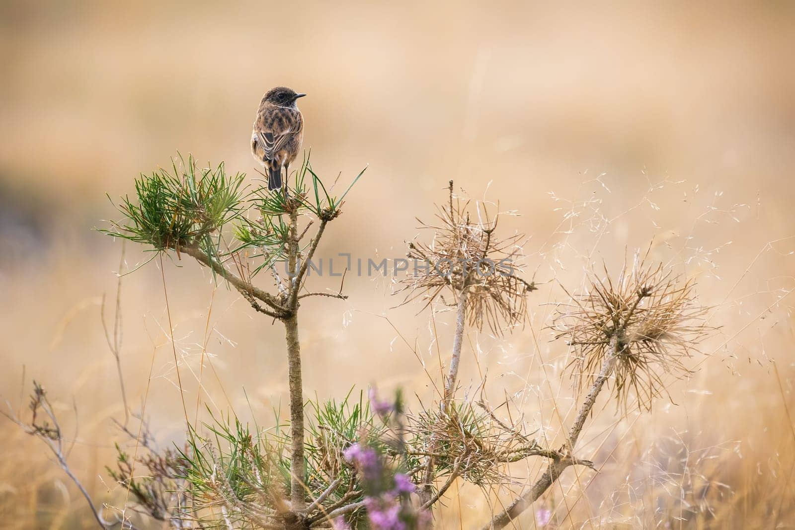 European stonechat, saxicola rubicola, sitting on a pine tree with copy space. Small bird resting on a bush in open country from back view. Animal wildlife in nature.