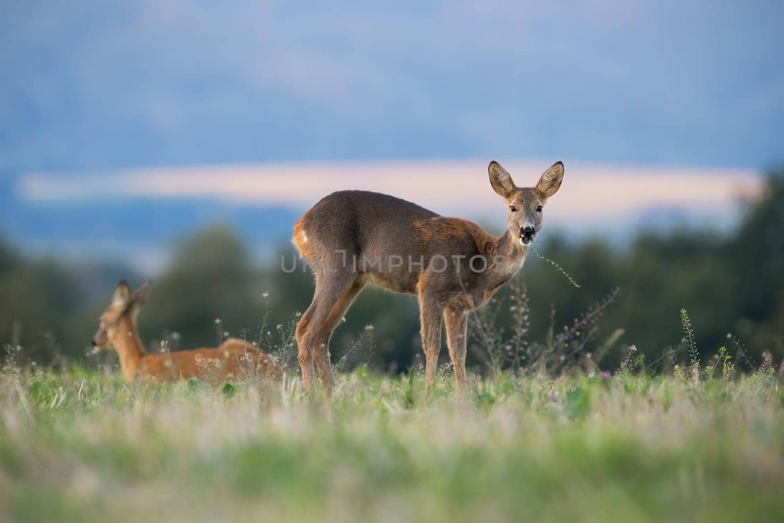 Two roe deer, capreolus capreolus, grazing on green pasture in autumn nature. Hind looking to the camera on field in fall. Brown female mammal eating on glade.