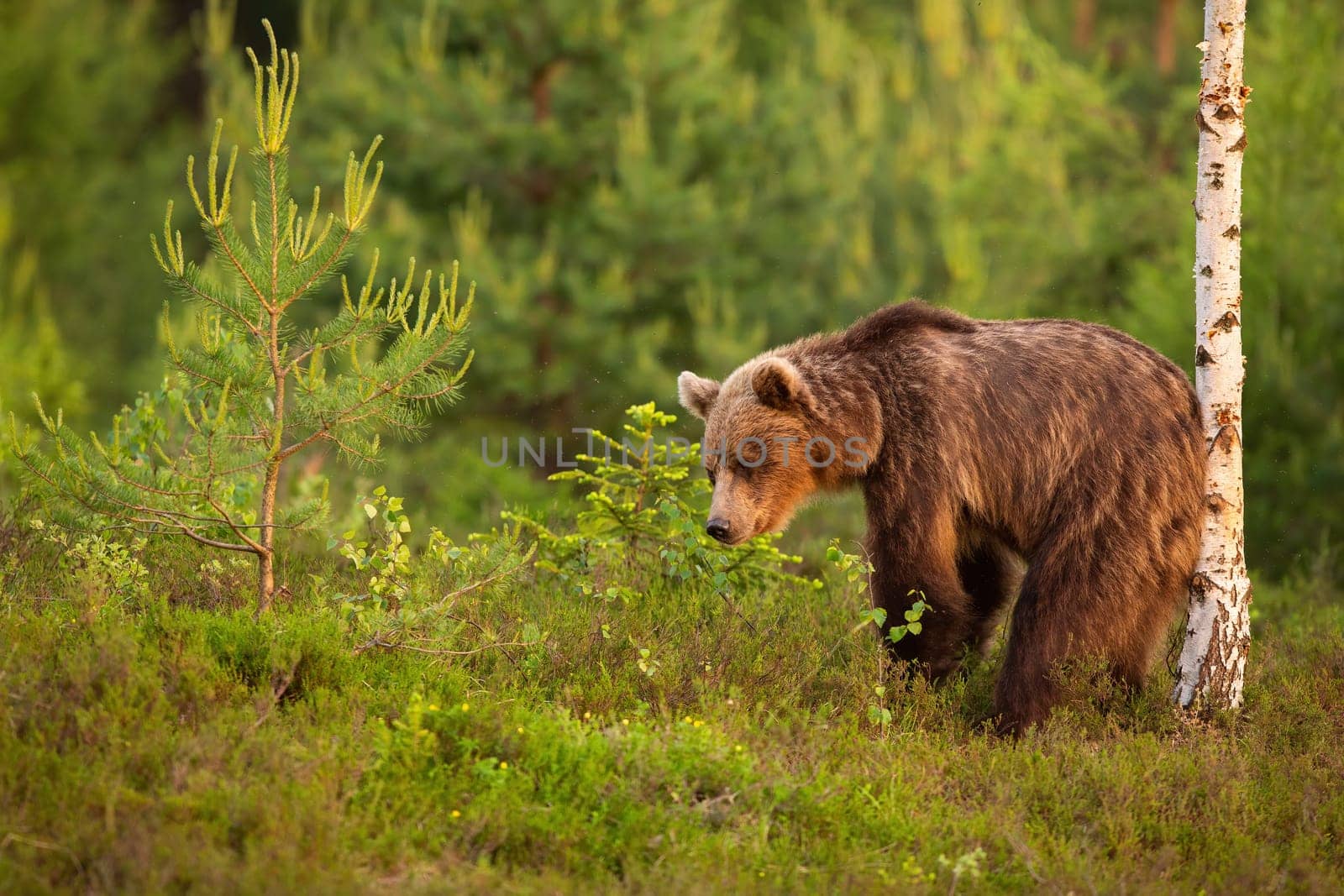 Brown bear, ursus arctos, scratching its back on a birch tree in summer nature. Wild mammal in moorland from side view with copy space. Natural behavior of wild animal marking territory.