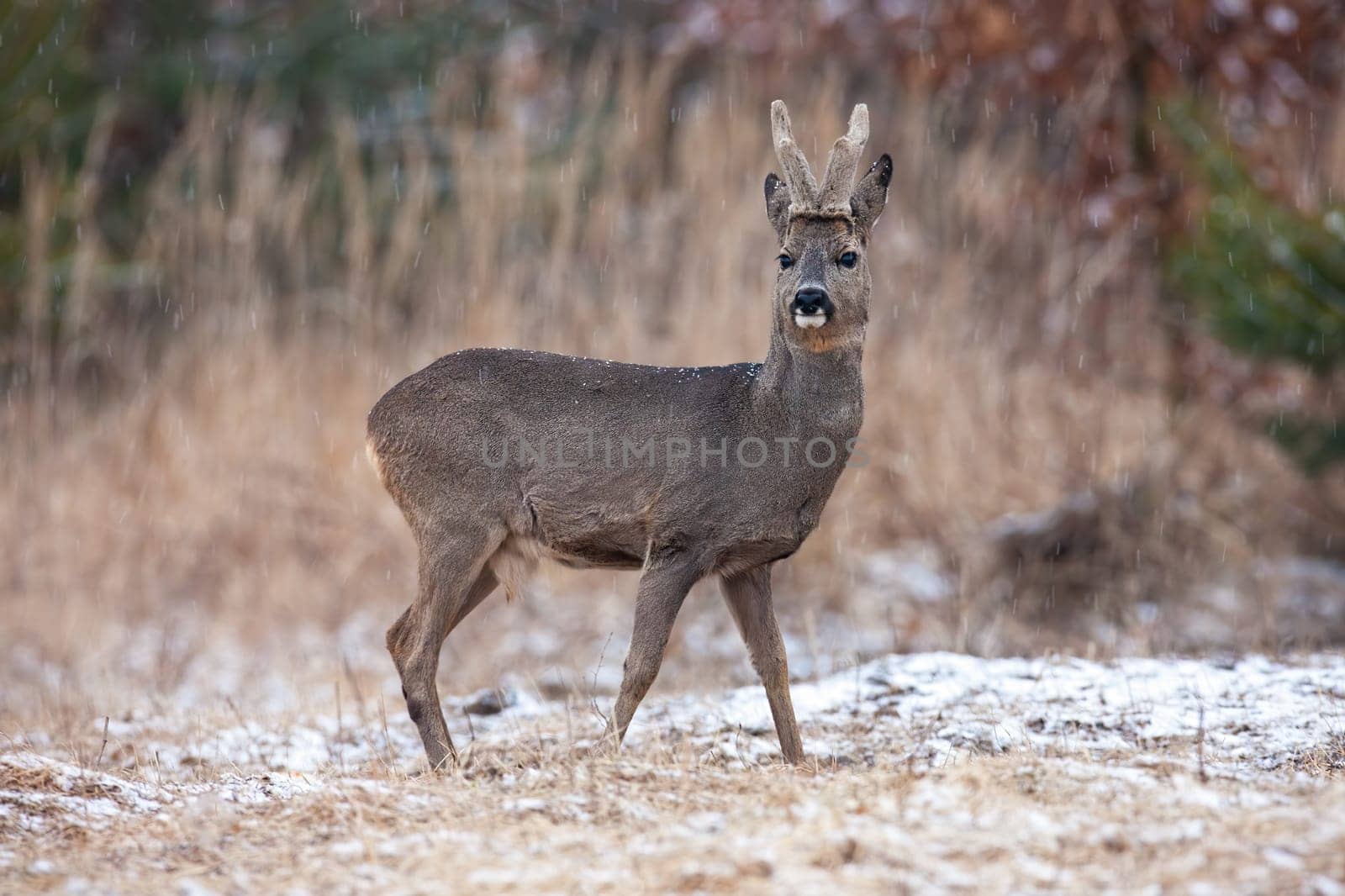 Roe deer, capreolus capreolus, with velvet antlers looking on field in winter. Roebuck watching on white pasture in wintertime. Antlered mammal observing on glade.