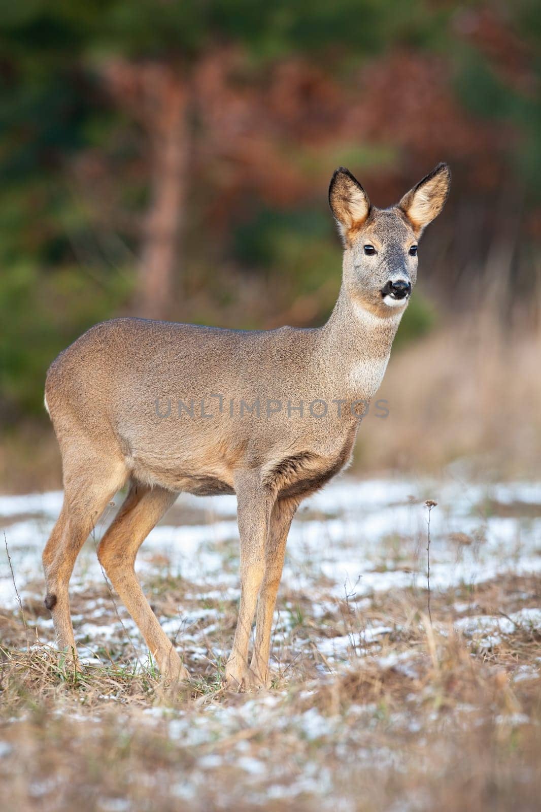 Roe deer, capreolus capreolus, standing on dry snowy grass in autumn nature. Female mammal looking on pasture in winter. Brown doe watching on glade in vertical shot.