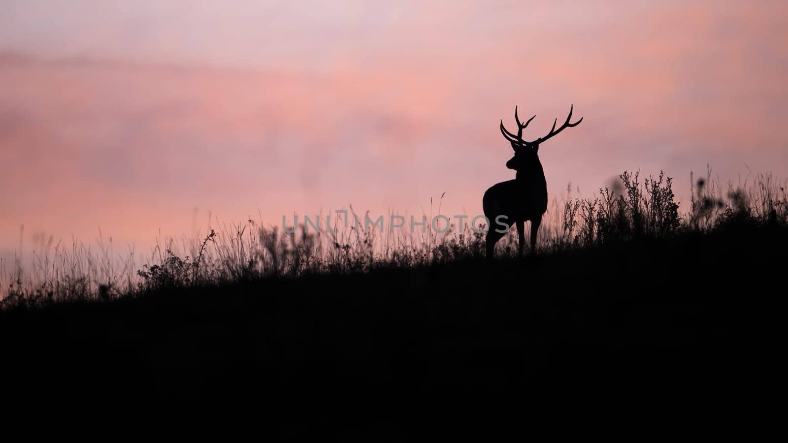 Silhouette of red deer, cervus elaphus, looking to the horizont with pink sky. Dark shape of stag standing on field. Antlered animal watching on glade in backlit.