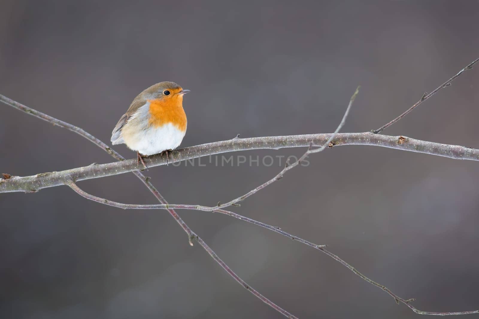 european robin, erithacus rubecula, sitting on tree with frost in winter. Brown and orange songbird resting on twig. Redbreast animal looking on branch.