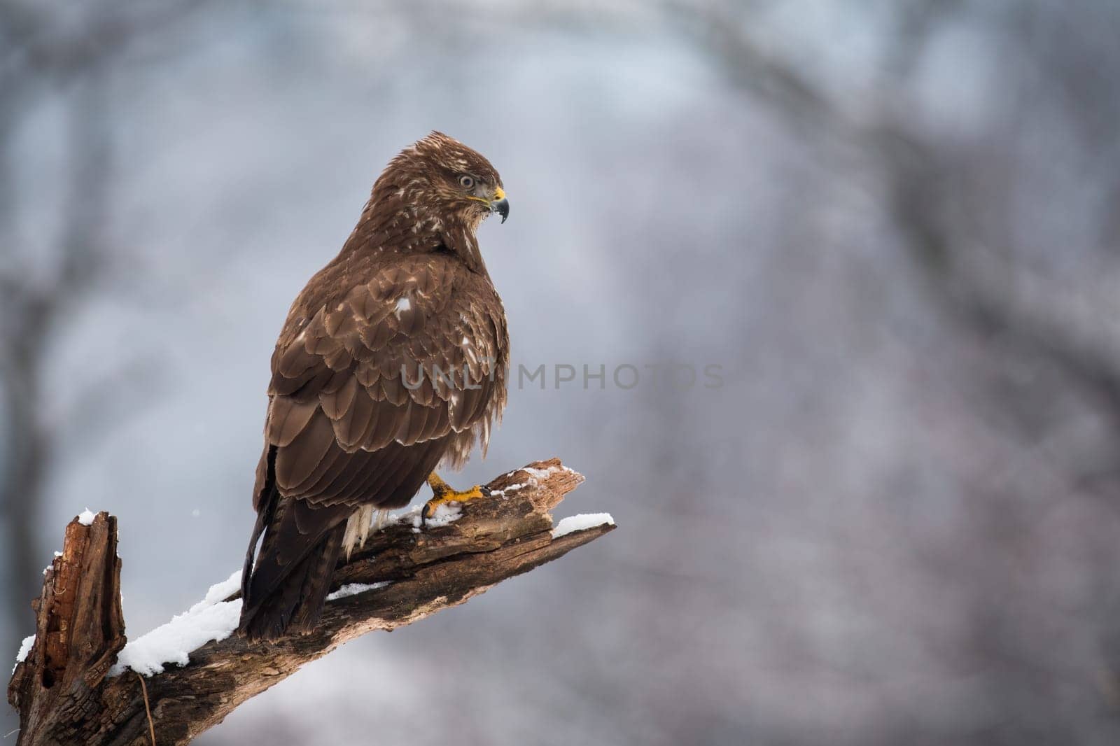 Common buzzard, buteo buteo, sitting on snowy branch in winter forest. Bird of prey resting on white tree in wintertime. Brown hunter looking in woodland.