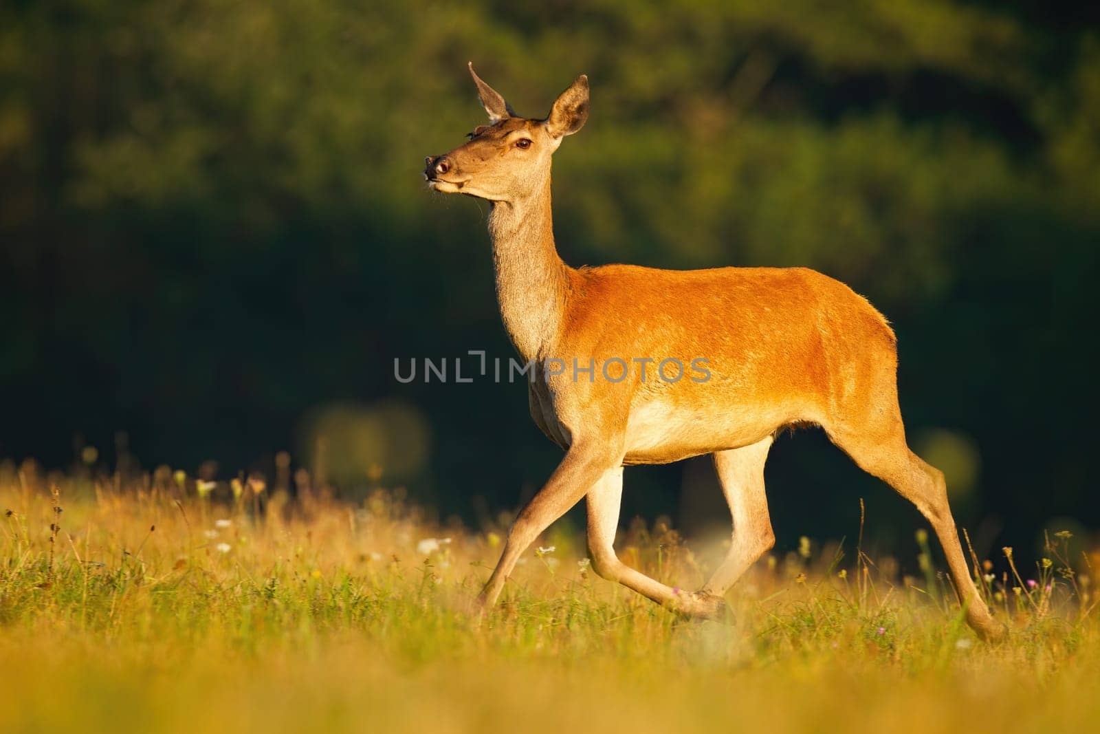 Red deer, cervus elaphus, running on pasture in summertime sunlight. Brown hind walking on green meadow in sunlit. Wild female mammal in movement on glade.