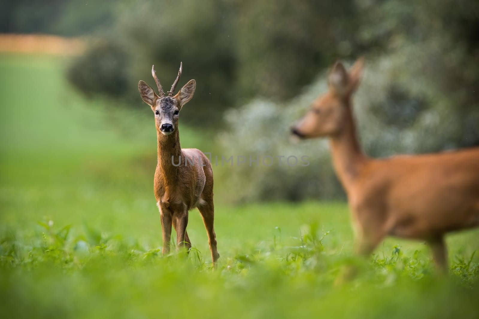 Two roe deer, capreolus capreolus, standing on grassland in summertime nature. Buck and doe looking to each other on green field. Male and female watching on pasture.