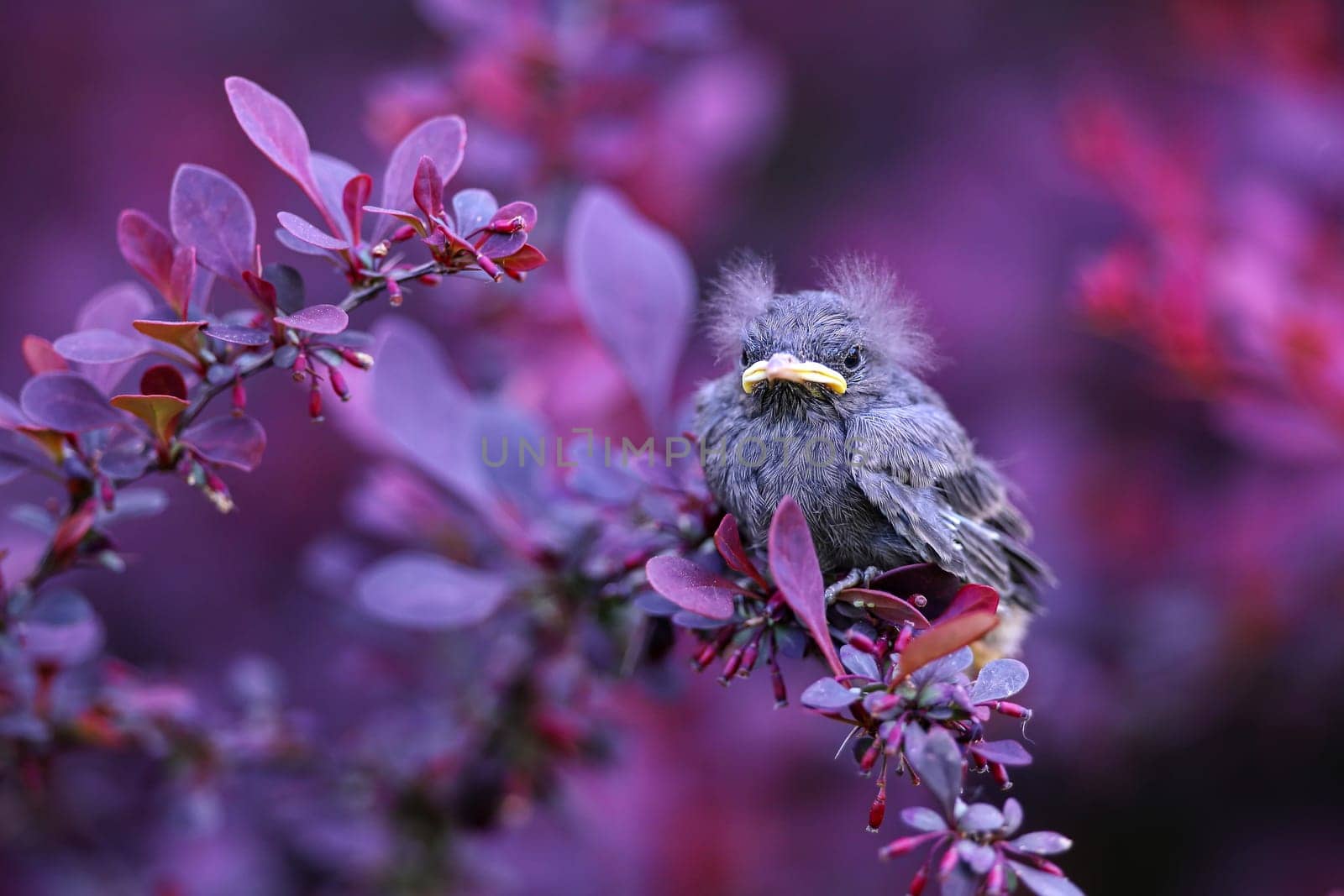 Chick of common blackbird, turdus merula, sitting in bushes and looking around. Very young bird on a branch. Hatchling in colorful natural environment.