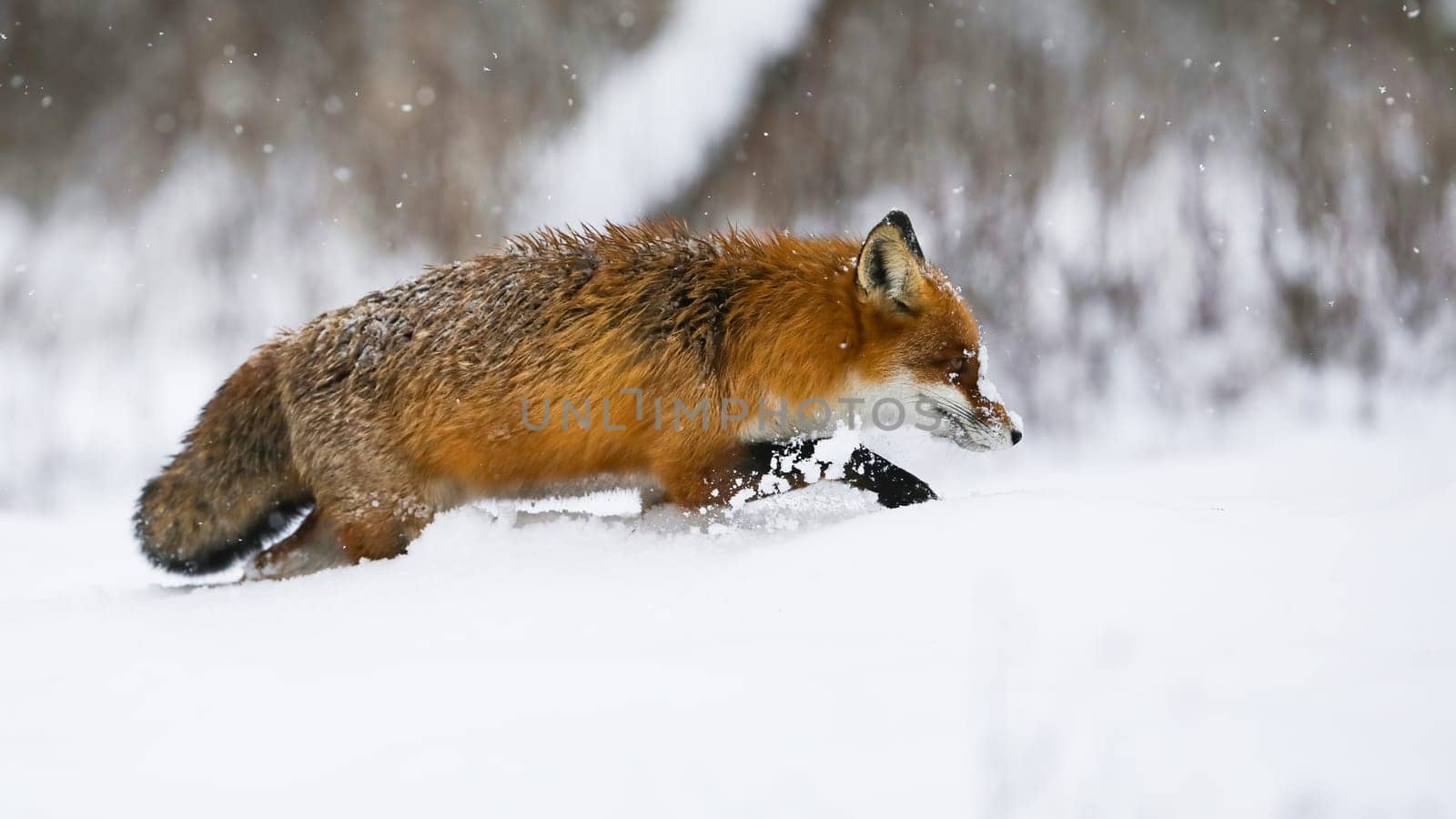 Red fox, vulpes vulpes, wading in deep snow in winter during snowing. Orange mammal walking on snowy meadow in snowstorm. Furry predator moving on white pasture.